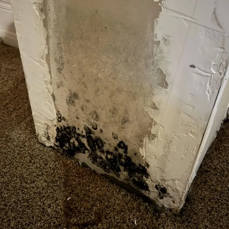 Professional Mold Removal in Farmland, IN